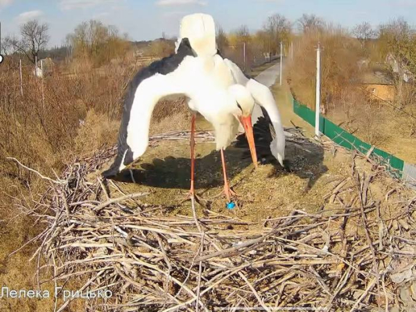 Повернувся додому під ворожими ракетами: зірковий лелека Грицик знову в прямому ефірі з Полтавщини - INFBusiness