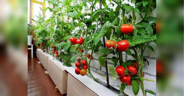 Не поспішайте: які овочі можна вирощувати на балконі та з чого почати - INFBusiness