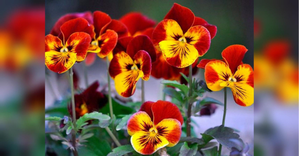 Простий трюк стимулюватиме братки до рясного цвітіння: потрібний всього один інгредієнт - INFBusiness