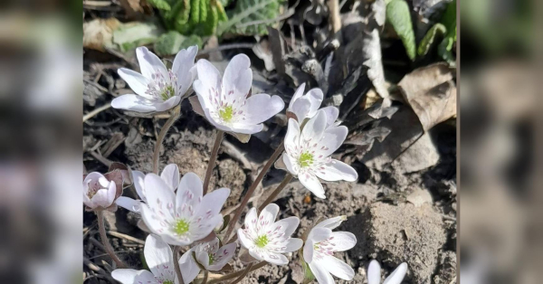 Ракам потрібно уникати «різких рухів», а Терезам небезпечно втручатися у чужі конфлікти: гороскоп на 27 березня - INFBusiness