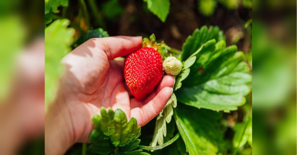 Чим підживити полуницю навесні, щоб збирати врожай відрами - INFBusiness