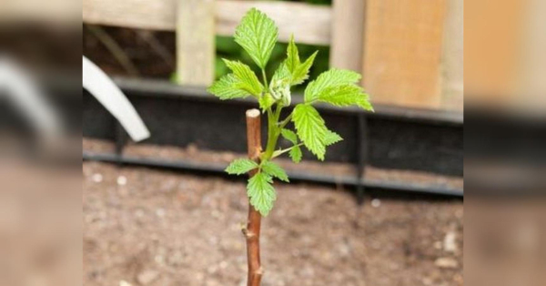 Розподіліть це під малиною в березні: будете радіти урожаю влітку - INFBusiness