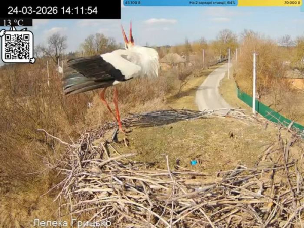 Повернувся додому під ворожими ракетами: зірковий лелека Грицик знову в прямому ефірі з Полтавщини - INFBusiness