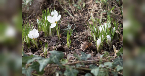 Вночі ще мінус, але весну вже не зупинити: прогноз синоптиків на вихідні 7 та 8 березня - INFBusiness