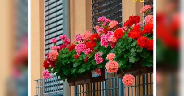 Весняне тепло оманливе: не поспішайте виносити квіти на балкон - INFBusiness