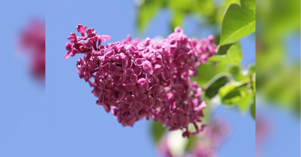 Де найкраще висаджувати бузок: народні прикмети, обереги і як уникнути забобонів - INFBusiness