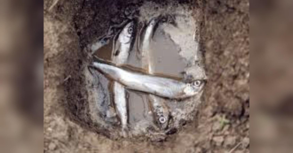 Удобрюємо землю на ділянці… рибою: що корисно знати городнику - INFBusiness