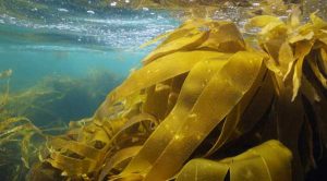 Біостимулятор з ламінарії підвищує врожайність пшениці