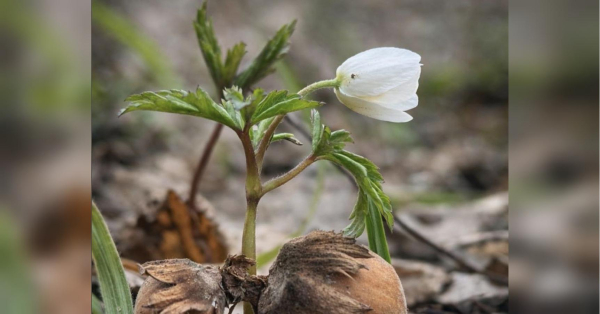 Квітень розпочнеться з капризів погоди: прогноз синоптиків на тиждень 30 березня — 5 квітня - INFBusiness