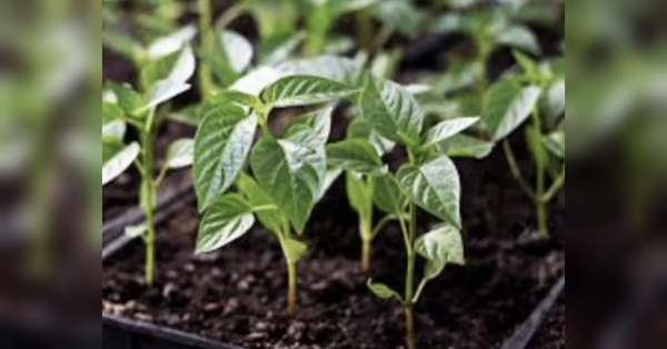 Школа городника: що потрібно обов'язково покласти в лунку перед висадкою в ґрунт розсади перцю - INFBusiness
