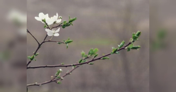 Настав час обрізати вишні в саду: як зробити це правильно, щоб не залишитись без урожаю - INFBusiness