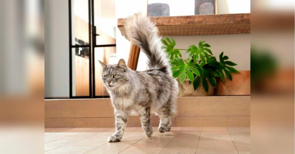 Purina ONE для котів: баланс науки та повсякденного харчування - INFBusiness