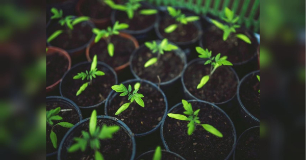 Як загартувати розсаду та захистити її від чорної ніжки: поради досвідченої фермерки - INFBusiness