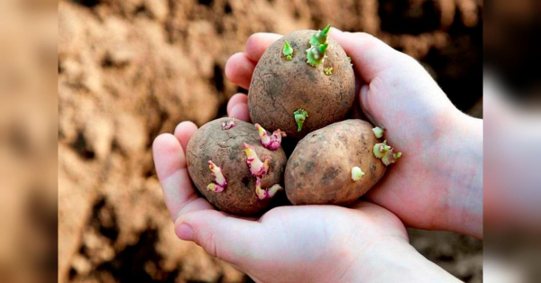 Як отримати ранній урожай картоплі та вберегти від заморозків: поради садівників - INFBusiness