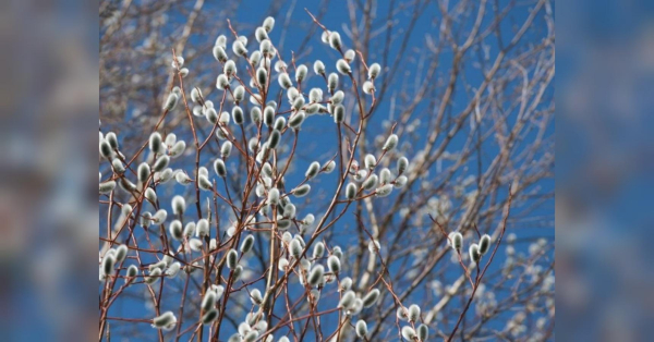 Терезам потрібно побути «трохи егоїстами», а у Дів намітився конфлікт з близькою людиною: гороскоп на 21 березня - INFBusiness