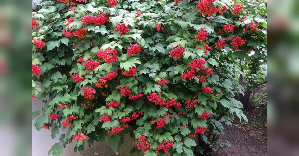 Чому не можна садити калину біля дому: прикмети, які не варто ігнорувати - INFBusiness