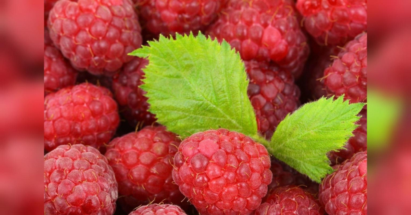 Ніколи не садіть малину поруч із цією рослиною: кущі загинуть, а ягід не буде - INFBusiness