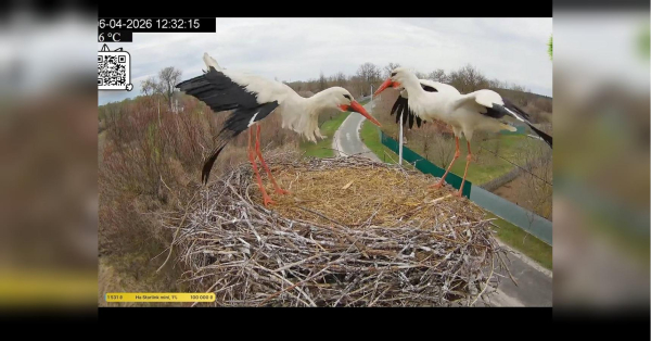 Повернення Грицика: як лелека за 5 хвилин зруйнував нову сім’ю Одарки - INFBusiness