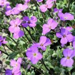 Близнюкам — шанс виправити помилки, Дівам — доленосні події: гороскоп на 29 квітня - INFBusiness