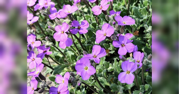 Близнюкам — шанс виправити помилки, Дівам — доленосні події: гороскоп на 29 квітня - INFBusiness