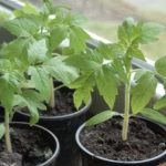 Одна помилка може коштувати врожаю: що важливо знати про догляд за розсадою томатів у квітні - INFBusiness