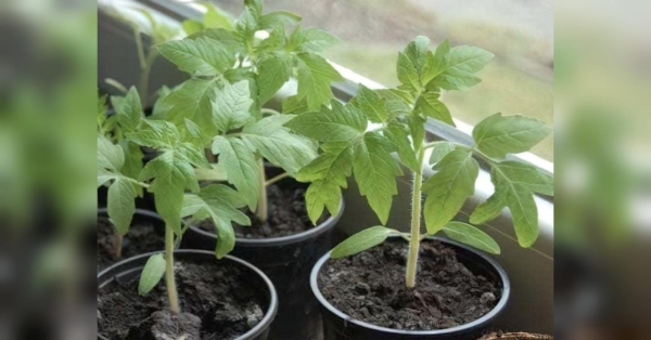 Одна помилка може коштувати врожаю: що важливо знати про догляд за розсадою томатів у квітні