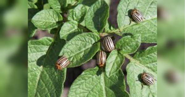 Що посадити поряд з картоплею, щоб відлякати колорадського жука - INFBusiness