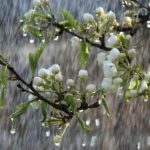 Поки тепла не чекайте: погоду в Україні визначатиме циклон — з мокрим снігом та температурою нижчою за норму - INFBusiness