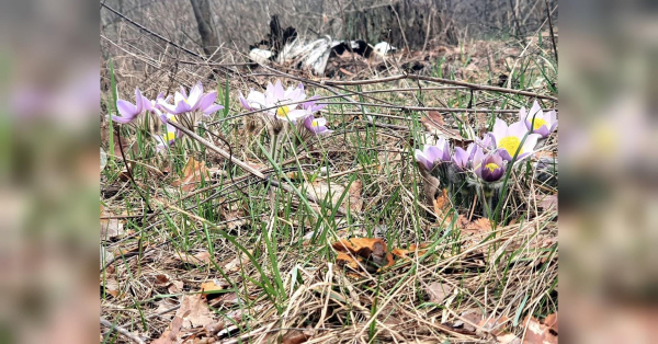 Ракам потрібно виявити ділову ініціативу, а Дівам — добре відпочити: гороскоп на 8 квітня - INFBusiness