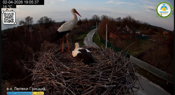 Лель і Квітка замість Грицька та Одарки: у знаменитому гнізді на Полтавщині розпочався новий сезон лелечого «серіалу» - INFBusiness