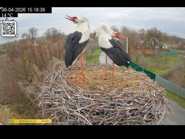 Повернення Грицика: як лелека за 5 хвилин зруйнував нову сім’ю Одарки - INFBusiness