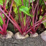 Чим підживити столовий буряк, щоб він став солодким і дав рекордний врожай - INFBusiness