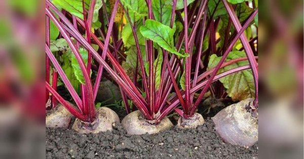 Чим підживити столовий буряк, щоб він став солодким і дав рекордний врожай - INFBusiness