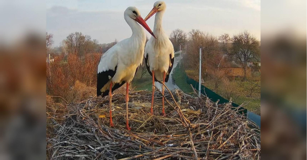 Лель і Квітка замість Грицька та Одарки: у знаменитому гнізді на Полтавщині розпочався новий сезон лелечого «серіалу» - INFBusiness