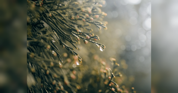 Тепло, але подекуди грози: синоптики обіцяють кілька днів комфортної погоди перед суттєвим похолоданням - INFBusiness