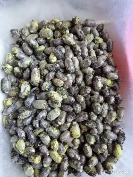 Мільйони коконів за три копійки: як полтавські вчені першими в Союзі навчилися заробляти на диких бджолах - INFBusiness