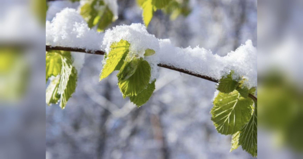 Морози та сніг повертаються: в Україну йде похолодання - INFBusiness