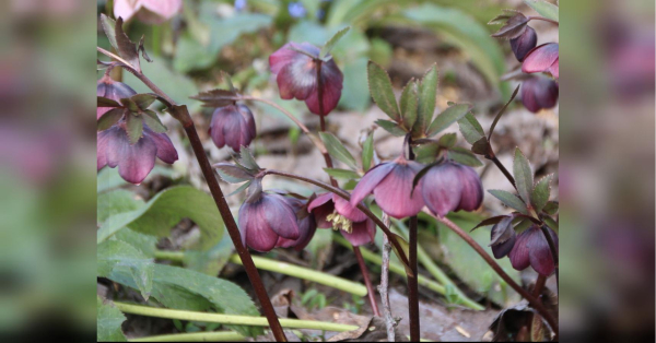 Несподіване кохання Близнюків, нові знайомства Стрільців та прозріння Водоліїв: астропрогноз на 2 квітня — день Рожевого Місяця - INFBusiness