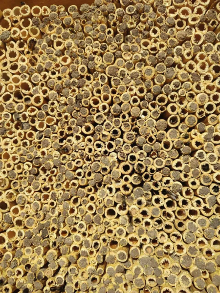 Мільйони коконів за три копійки: як полтавські вчені першими в Союзі навчилися заробляти на диких бджолах - INFBusiness