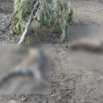 «Чупакабра» чи зграя хижаків? Під Кременчуком невідомий звір за ніч роздер кенгуру та оленів у приватному мінізоопарку - INFBusiness