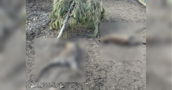 «Чупакабра» чи зграя хижаків? Під Кременчуком невідомий звір за ніч роздер кенгуру та оленів у приватному мінізоопарку - INFBusiness