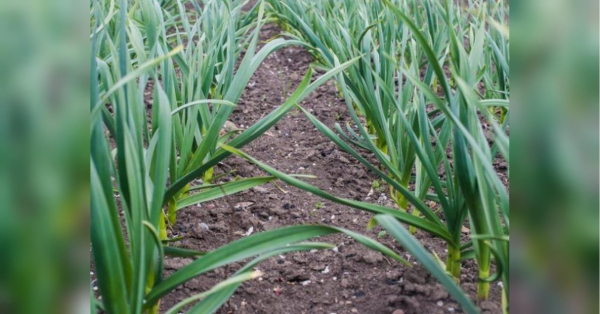 Що зробити з озимим часником навесні, щоб зібрати щедрий врожай - INFBusiness