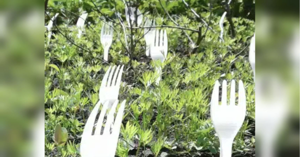 Захистити майбутній урожай допоможуть… пластикові виделки: корисний лайфхак від досвідчених городників - INFBusiness