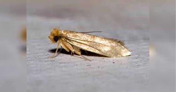 Міль у шафі зникне назавжди: як позбутися за копійки (відео) - INFBusiness