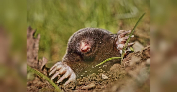 Як назавжди прогнати кротів з городу: секрет, який працює - INFBusiness