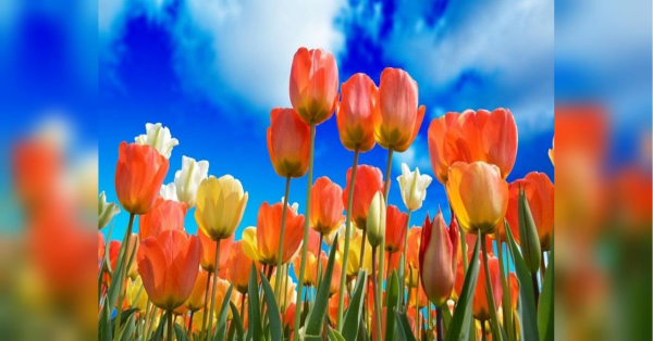 Які квіти посадити на кладовищі: правила та рекомендації експертів - INFBusiness