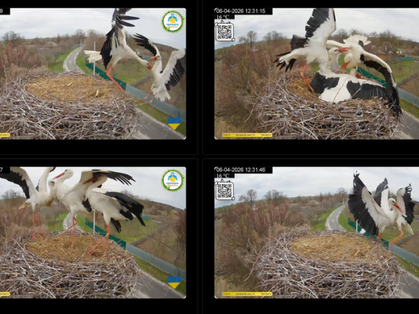 Повернення Грицика: як лелека за 5 хвилин зруйнував нову сім’ю Одарки - INFBusiness