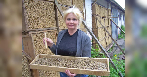 Мільйони коконів за три копійки: як полтавські вчені першими в Союзі&hellip;