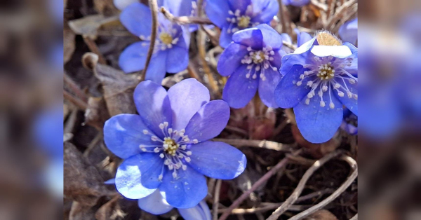 Стрільцям — ловити шанси, Дівам — наводити порядок: гороскоп на тиждень 6−12 квітня - INFBusiness