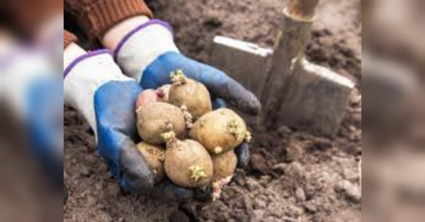 Урожаю картоплі не чекайте: чотири поширені помилки городників - INFBusiness